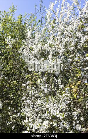 Schlehdornblüte (Prunus spinosa oder Schlehenbaum) im frühen Frühjahr im Severn Vale in Purton, Gloucestershire, Großbritannien Stockfoto