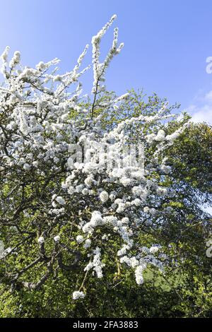 Schlehdornblüte (Prunus spinosa oder Schlehenbaum) im frühen Frühjahr im Severn Vale in Purton, Gloucestershire, Großbritannien Stockfoto