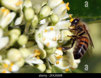 Makroaufnahme einer Biene, die Nektar auf weißen Blumen trinkt In einem Garten Stockfoto