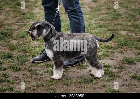 Russland, Krasnodar 18. April 2021-Hundeausstellung aller Rassen. Ein grauer Miniatur-Schnauzer-Welpe. Tsvergshnauzer Farbe Pfeffer Salz steht neben dem Besitzer ein Stockfoto