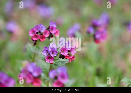 Lungenkraut blüht im Frühlingswald. Heilpflanze Pulmonaria officinalis, Phytotherapie, Hintergrund mit lebendigen Farben der Natur Stockfoto