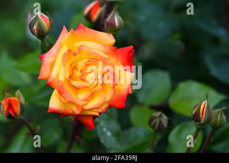 Kopf und Knöpfe in Orange und Rosa in grün verschwommenem, natürlichem Hintergrund aus nächster Nähe. Strahlend blühende Rose Kopf vollständig geöffnet im Blumengarten Stockfoto