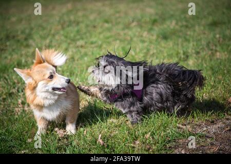 Zwei Hundefreunde spielen (Welsh Corgi Pembroke & Havanese) Stockfoto