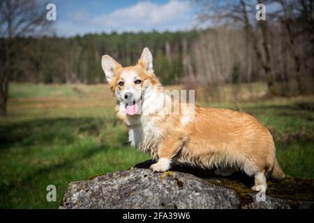 Welsh Corgi Pembroke steht auf einem kleinen Felsen (Stein) Stockfoto