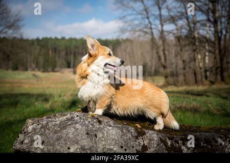 Welsh Corgi Pembroke steht auf einem kleinen Felsen (Stein) Stockfoto