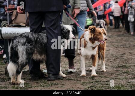 Russland, Krasnodar 18. April 2021-Hundeausstellung aller Rassen. Border Collie Zuchtschau auf der Hundeschau. Zwei Border Collies blaues Merle mit unterschiedlichen Augen Stockfoto