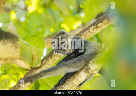 Weißkehliger Affe (Cercopithecus albogularis) in einem Baum, Kenia, Afrika Stockfoto