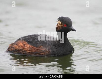 Ein Schwarzhalsgreifer in einem See, Deutschland, Europa Stockfoto