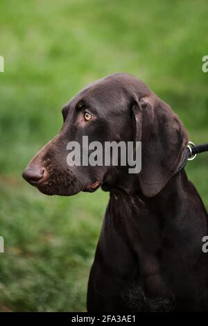 Russland, Krasnodar 18. April 2021-Hundeausstellung aller Rassen. Deutsche Jagd Kurzhaar Rasse von Hund mit hellbraunen intelligenten Augen. Nahaufnahme Porträt von Stockfoto