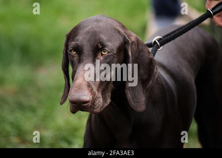 Russland, Krasnodar 18. April 2021-Hundeausstellung aller Rassen. Deutsche Jagd Kurzhaar Rasse von Hund mit hellbraunen intelligenten Augen. Nahaufnahme Porträt von Stockfoto