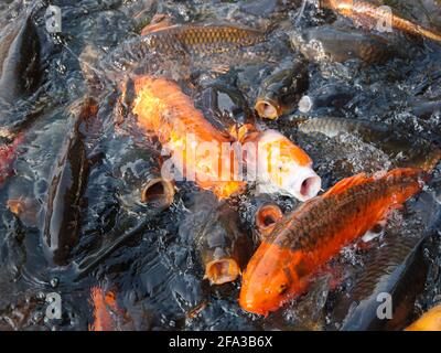 Viele orange, schwarz und weiß koi, Goldfische kämpfen um Nahrung in einem See. Im Zhishan Garten in Taipei, Taiwan. Stockfoto