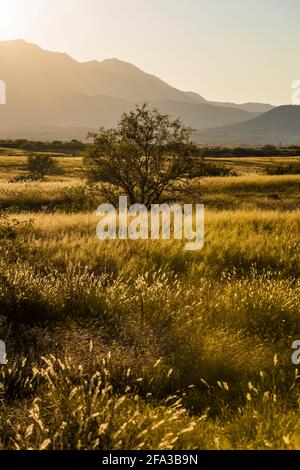 Am späten Nachmittag segnet die Empire Ranch und das Las Cienegas National Conservation Area in Arizona, USA Stockfoto