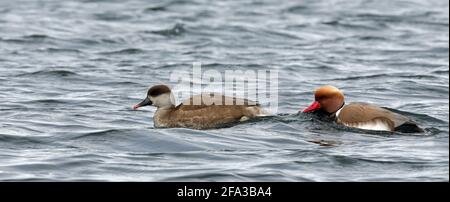 Zwei Schwimmpochards mit roter Haube Stockfoto