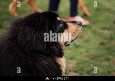 Russland, Krasnodar 18. April 2021-Hundeausstellung aller Rassen. Der Hund schaut vorsichtig mit dem Kopf nach oben und hört zu. Tibetischer Doggen-Welpe schwarz und rot Stockfoto