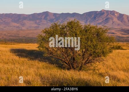 Am späten Nachmittag segnet die Empire Ranch und das Las Cienegas National Conservation Area in Arizona, USA Stockfoto