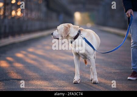 Morgenspaziergang mit Hund an der Leine. Tierbesitzer und sein labrador Retriever auf der Brücke. Stockfoto