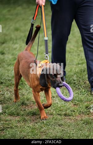 Russland, Krasnodar 18. April 2021-Hundeausstellung aller Rassen. Spaziergang mit Hund im Park. Kleiner roter reinrassig Welpe mit schwarzer Schnauze spaziert mit seinem Besitzer und Stockfoto