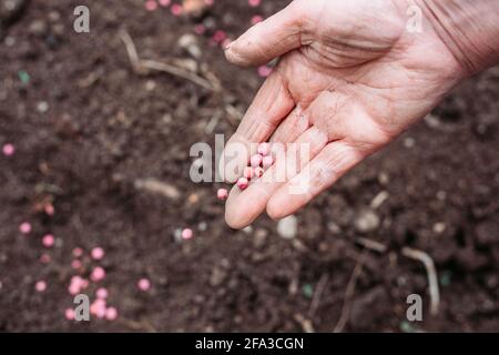 Weibliche Bauern lassen Erbsen-Samen von Hand auf den Boden fallen. Erbsen Pflanzen Stockfoto