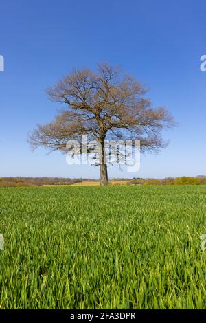 Einsamer Eichenbaum auf einem Feld an einem sonnigen Frühlingstag mit blauem Himmel und jungen Weizensprossen im Vordergrund. Hertfordshire. VEREINIGTES KÖNIGREICH Stockfoto