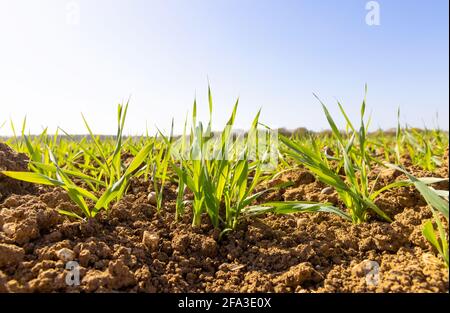 Junge Triebe von Frühlingsweizen auf einem Feld. VEREINIGTES KÖNIGREICH Stockfoto