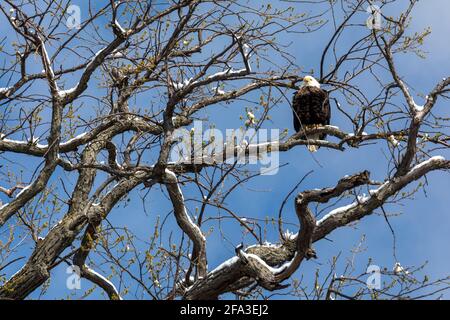 Detroit, Michigan - EIN Weißkopfseeadler steht in einem Baum in der Nähe des Detroit River auf Belle Isle, einem städtischen State Park. Stockfoto