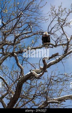 Detroit, Michigan - EIN Weißkopfseeadler steht in einem Baum in der Nähe des Detroit River auf Belle Isle, einem städtischen State Park. Stockfoto