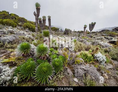 Lobelia deckenii - Hochgebirgsmoorzonen einzigartige Pflanze mit beschlagenen Dendrosenecio 'Bäumen'. Es ist eine riesige Logelie, die in den Bergen von Tanz endemisch ist Stockfoto