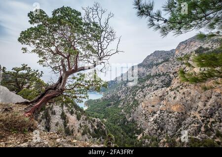Geschwungener Baum über dem Bergtal mit einer blauen mediterranen Lagune. Lykien Weg Wanderweg. Berühmte Likya Yolu türkische Route in der Nähe von Oludeniz, Turke Stockfoto