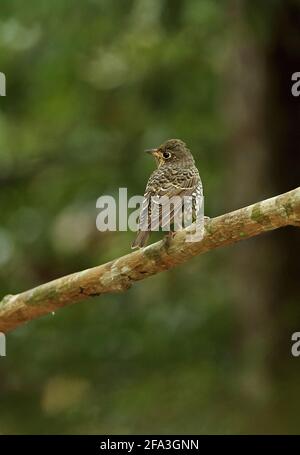 Weißkehlige Feldrossel (Monticola gularis) erwachsenes Weibchen, das auf dem Zweig Angkor Wat, Siem Reap, Kambodscha, thront Januar Stockfoto