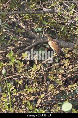 Gelbe Bittern (Ixobrychus sinensis) unreif im wasserseitigen Busch Ang Trapaeng Thmor, Kambodscha Januar Stockfoto