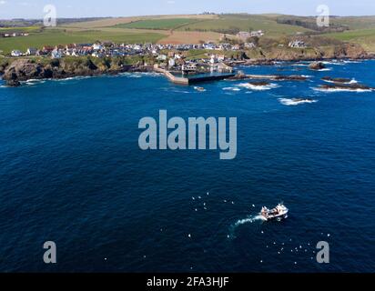 Luftaufnahme zeigt ein Fischerboot, das zum Hafen von St. Abbs an der Küste von Berwickshire, Schottland, Großbritannien, zurückkehrt. Stockfoto