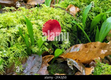 Sarcoscypha coccinea, allgemein bekannt als der scharlachrote Elfbecher oder der scharlachrote Kelchpilz im Wald Stockfoto