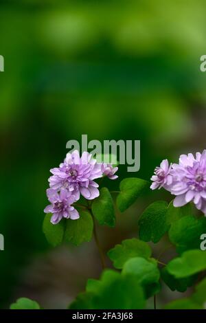 Anemonella thalictroides forma rosea Oscar Schoaf, rosa Doppelblumen, rosa Blüten, mehrjährig, Schatten, schattig, schattig, Holz, Wald, Pflanze, blühend, Frühling i Stockfoto