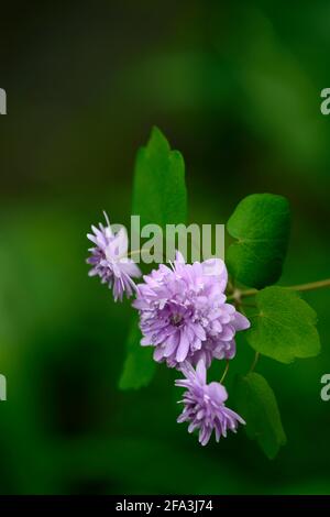 Anemonella thalictroides forma rosea Oscar Schoaf, rosa Doppelblumen, rosa Blüten, mehrjährig, Schatten, schattig, schattig, Holz, Wald, Pflanze, blühend, Frühling i Stockfoto