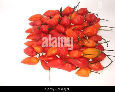 bhut jolokia Geist Pfeffer isoliert auf weißem Hintergrund. geist Pfeffer Seitenrand .bhut jolokia Geist Pfeffer isoliert auf weißem Hintergrund.bhut jolokia . Stockfoto