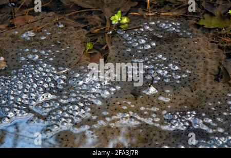 Ein Frosch laicht in den Gewässern. Eier in einem Klumpen, die in Kaulquappen schlüpfen. Stockfoto