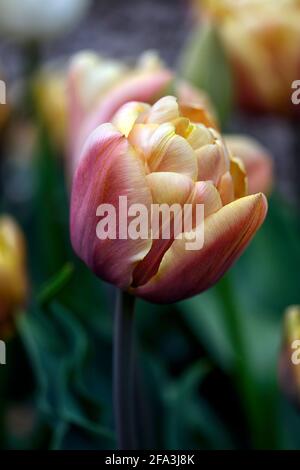 Tulipa La Belle Epoque, Tulip La Belle Epoque, doppelte späte Blüten, rosa, rosa Aprikose Blumen, Tulpen, Tulpe, Blüte, Frühling, Birnen, Pfingstrose-blühende Tulpe Stockfoto