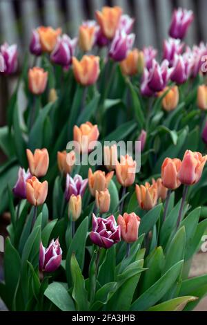Orangefarbene und violette Tulpen, tulipa, Displays, Tulpendarstellung, Garten, Gartenarbeit, Gärten, Frühling, Frühling im Garten, Frühlingsblumen, Mischung, gemischte Bepflanzung combinat Stockfoto
