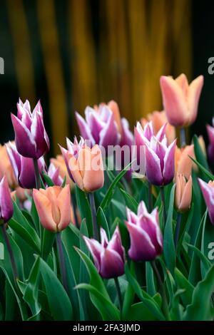 Orangefarbene und violette Tulpen, tulipa, Displays, Tulpendarstellung, Garten, Gartenarbeit, Gärten, Frühling, Frühling im Garten, Frühlingsblumen, Mischung, gemischte Bepflanzung combinat Stockfoto