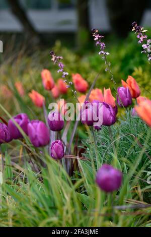 Orangefarbene und violette Tulpen, tulipa, Displays, Tulpendarstellung, Garten, Gartenarbeit, Gärten, Frühling, Frühling im Garten, Frühlingsblumen, Mischung, gemischte Bepflanzung combinat Stockfoto