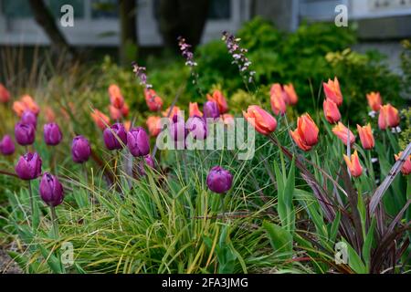 Orangefarbene und violette Tulpen, tulipa, Displays, Tulpendarstellung, Garten, Gartenarbeit, Gärten, Frühling, Frühling im Garten, Frühlingsblumen, Mischung, gemischte Bepflanzung combinat Stockfoto