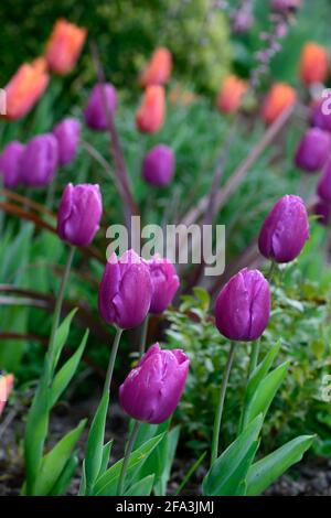 Orangefarbene und violette Tulpen, tulipa, Displays, Tulpendarstellung, Garten, Gartenarbeit, Gärten, Frühling, Frühling im Garten, Frühlingsblumen, Mischung, gemischte Bepflanzung combinat Stockfoto
