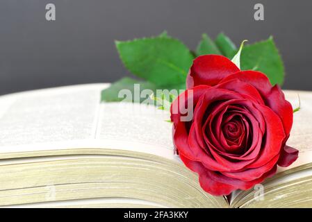 Rote Rose auf Buch öffnen Stockfoto