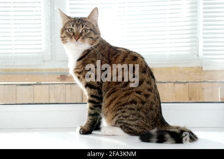 Eine grau gestreifte flauschige Katze sitzt auf der Fensterbank Stockfoto