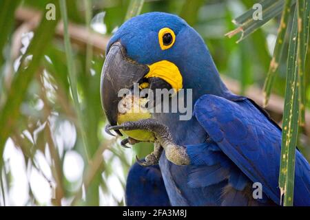 Nahaufnahme des blauen Hyazintharas (Anodorhynchus hyacinthus), der sich mit Fruchttranspantaneira, Pantanal, Brasilien ernährt. Stockfoto