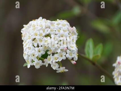 Nahaufnahme einer Gruppe von weißen Burkwood Viburnum Blüten Stockfoto