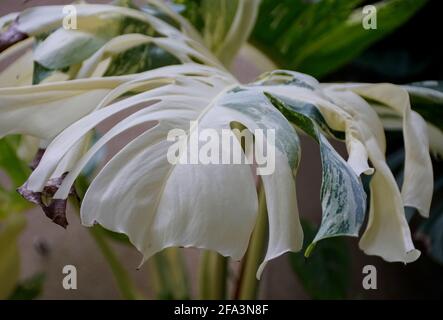 Ein großes, buntes Blatt der Monstera Albo Deliciosa Pflanze Stockfoto