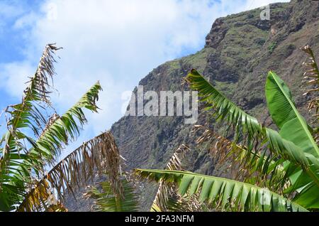 Faja dos Padres auf der Insel Madeira, einer schmalen Küstenplattform am Fuße einiger der höchsten Meeresklippen Europas Stockfoto