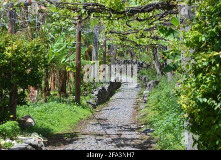 Faja dos Padres auf der Insel Madeira, einer schmalen Küstenplattform am Fuße einiger der höchsten Meeresklippen Europas Stockfoto