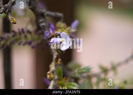 Honigbiene fliegt auf blühenden Bäumen zu violetten Blüten, um Pollen zu sammeln. Stockfoto